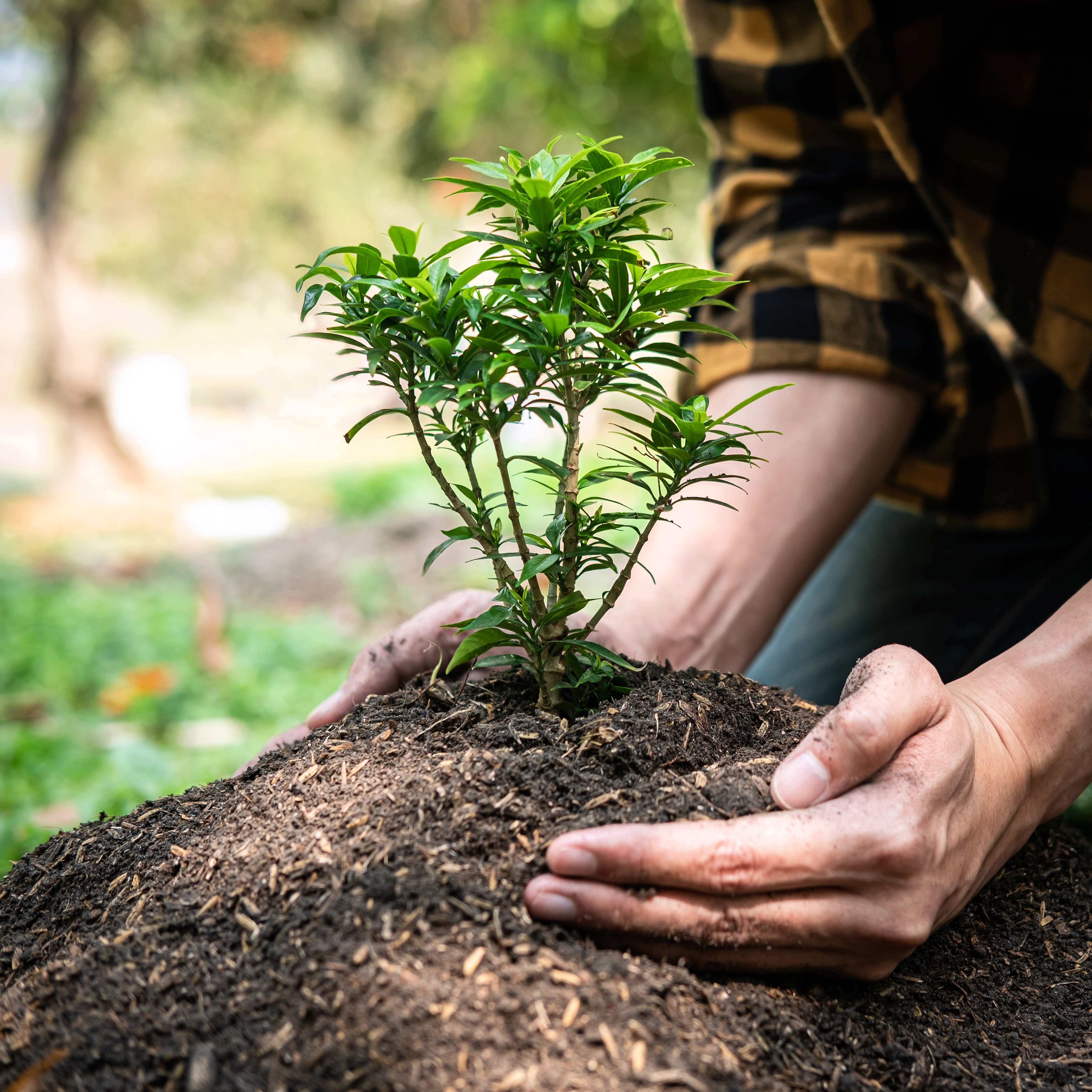 Shade‑tolerant native plants under trees