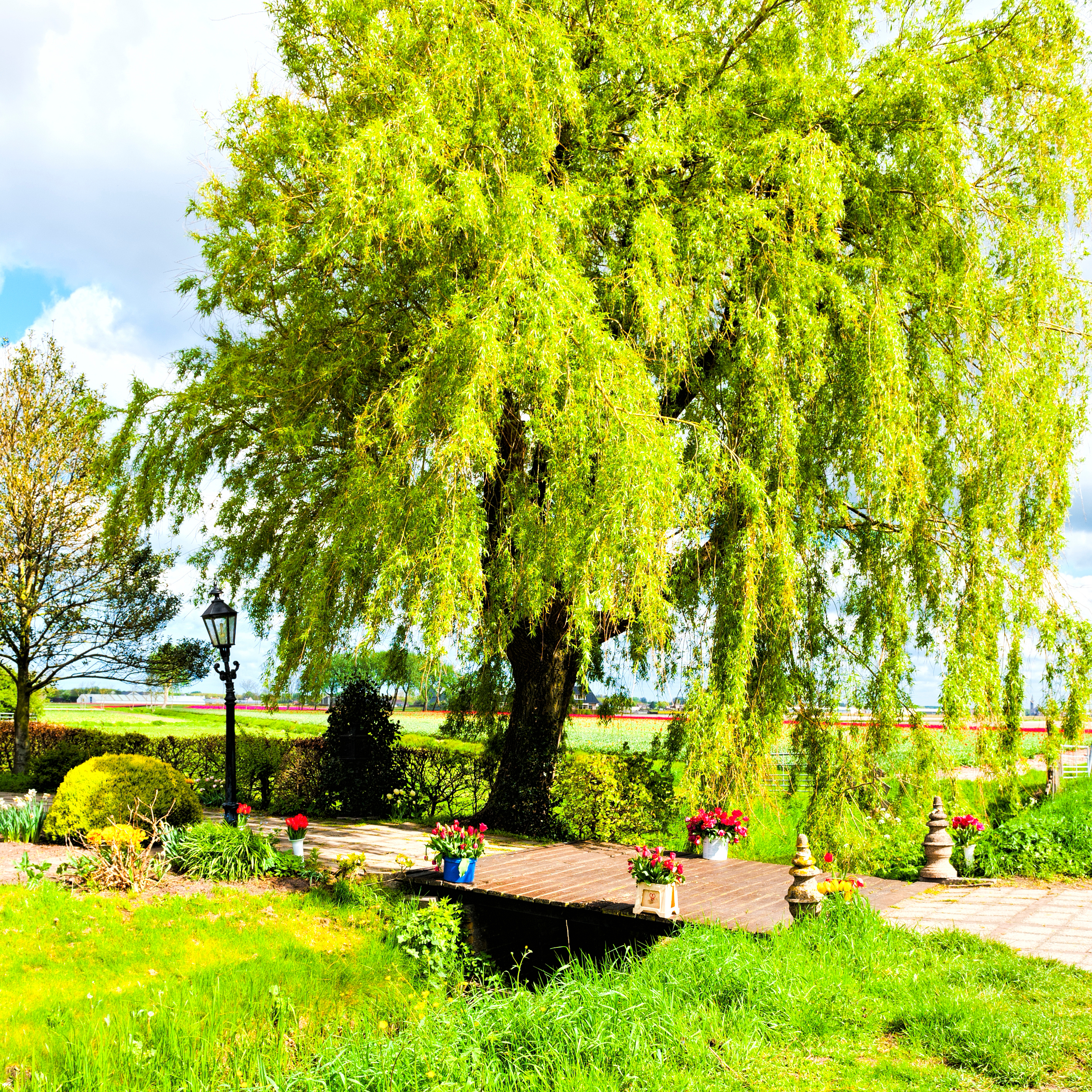 Deer‑resistant garden with textured foliage