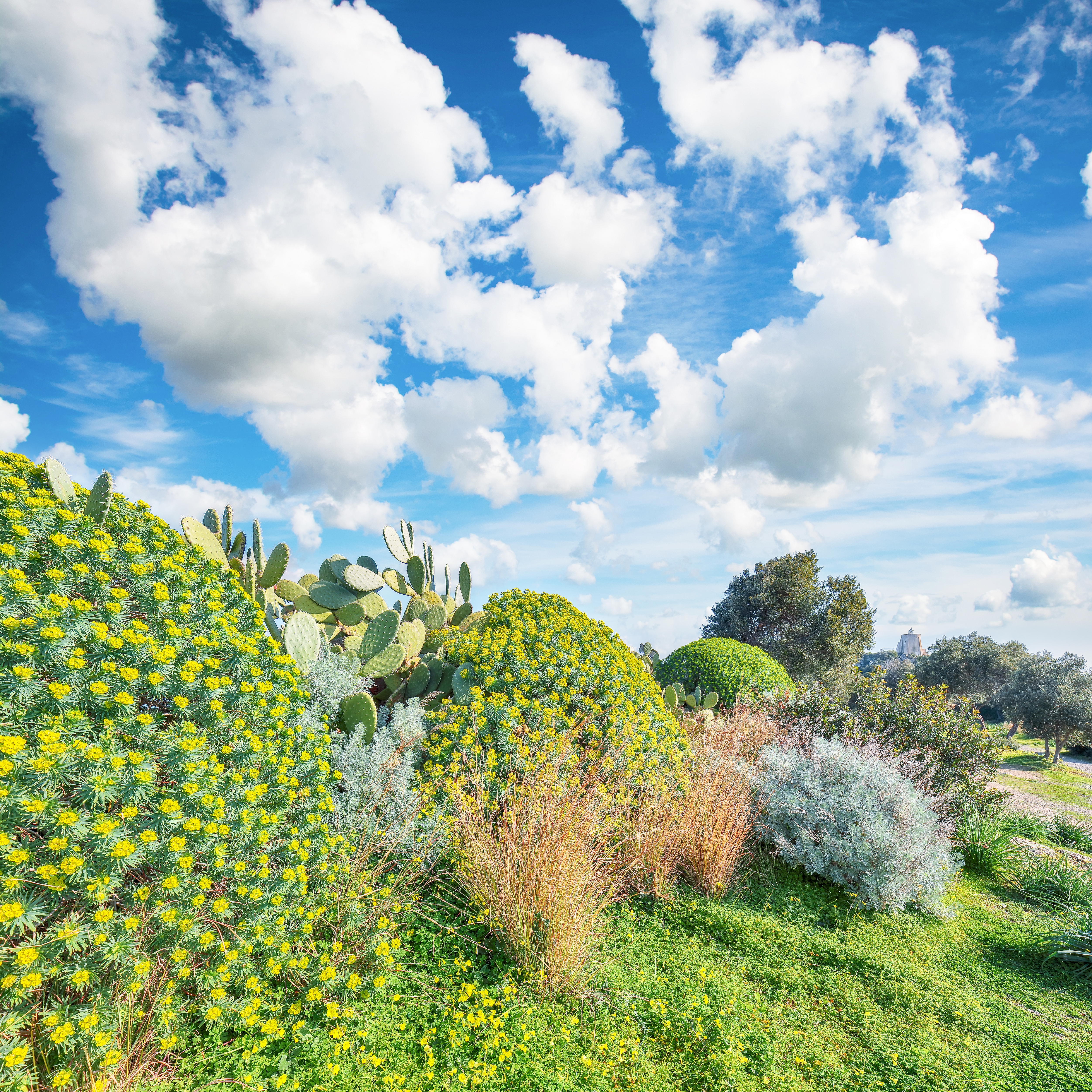 Rain garden with flowering perennials
