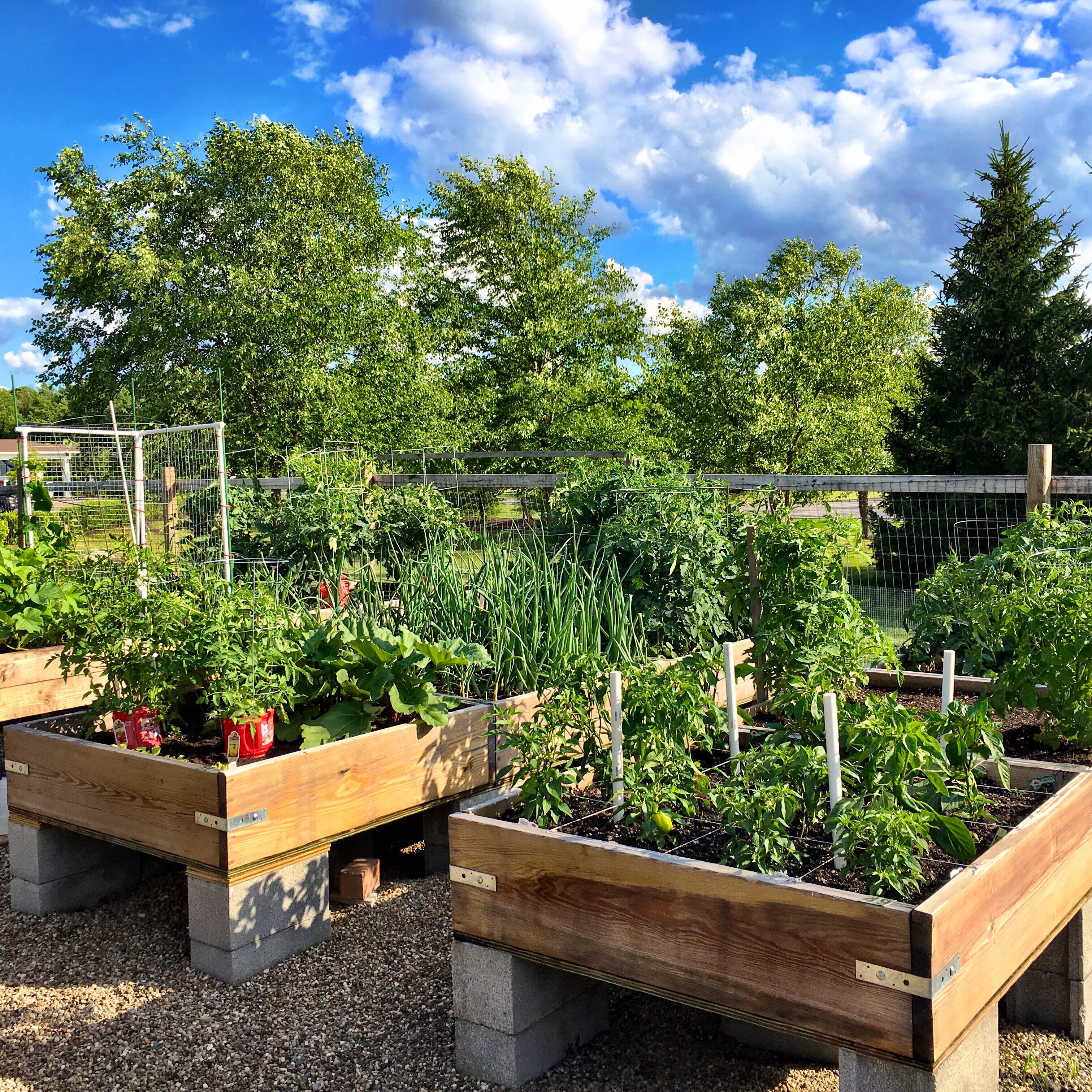 Urban stone courtyard with cedar screening and planters